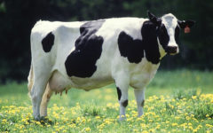 La vaca será el mamífero más grande sobre la Tierra dentro de 200 años
